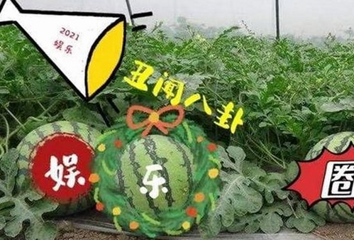 从甜蜜到争议，娱乐圈瓜事大揭秘：51爆料带你回顾那些年明星的真实面